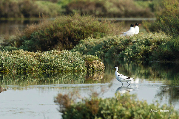 L'avocette élégante au gagnage l'avocette aime bien les marais salants.
